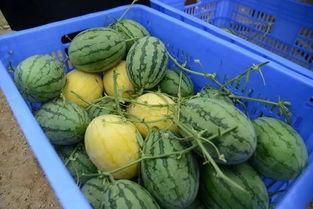 吃瓜群有哪些,网络社交的趣味与争议